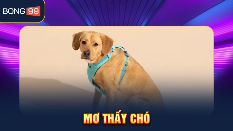 Thấy con chó đang vui mừng vẫy đuôi