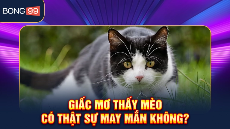 Mơ thấy mèo đánh số nào để thắng lớn?