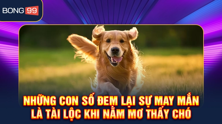 Những con số đem lại sự may mắn là tài lộc khi nằm mơ thấy chó