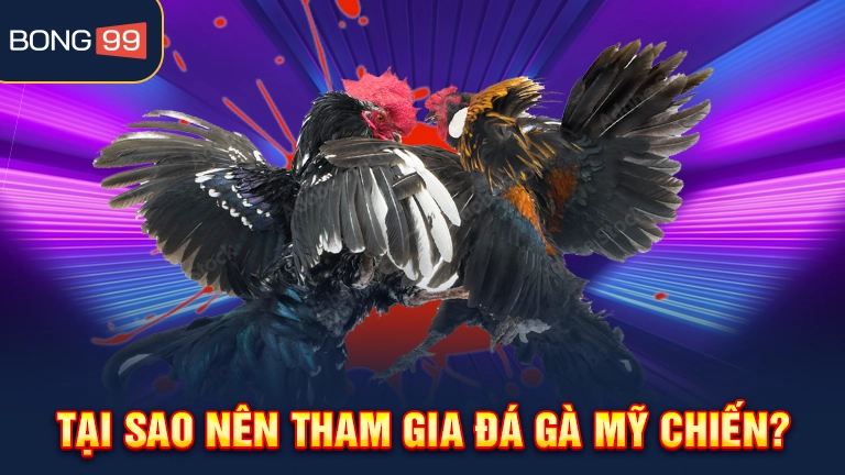 Tại sao nên tham gia đá gà Mỹ chiến?